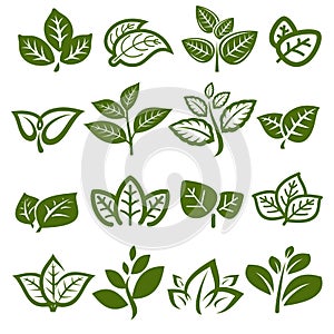 Green tea leaf collection set. Collection green tea leaf icon. Vector