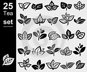 Green tea leaf collection set. Collection green tea leaf icon. Vector