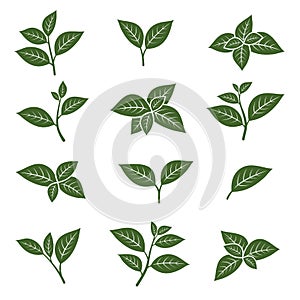 Green tea leaf collection set. Vector