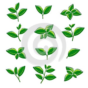 Green tea leaf collection set. Vector