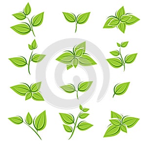 Green tea leaf collection set. Vector