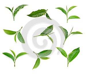 Green tea leaf collection on white background