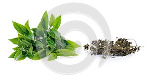 Green tea leaf and dry tea isolated on white background