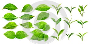 Green tea leaf and green leaves on white background