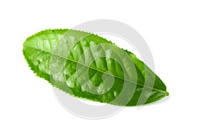 Green tea leaf isolated over white background