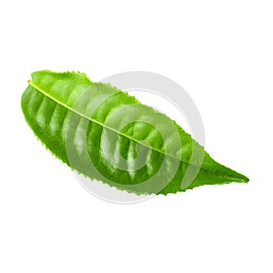 Green tea leaf isolated over white background