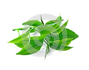 Green tea leaf isolated white background