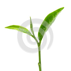 Green tea leaf isolated on white background