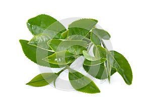 Green tea leaf isolated on white background