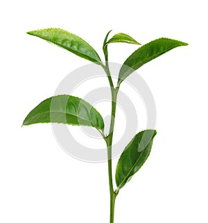 Green tea leaf isolated on white background