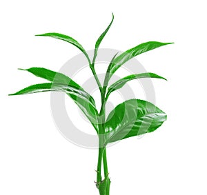 Green tea leaf isolated on white background