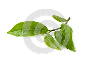 green tea leaf isolated on white background.