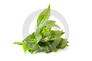 green tea leaf isolated on white background.