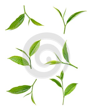 Green tea leaf isolated on white background