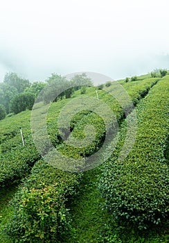 Green tea leaf in the morning, tea plantation