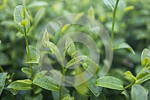 Green tea leaf in the morning, tea plantation