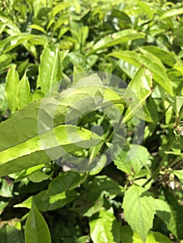 Green Tea , Green Leaf , Mountains,