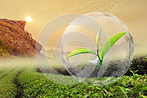 Green tea leaf organic in the bubble on Beautiful landscape and