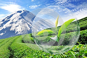 Green tea leaf organic in the bubble on Beautiful landscape and