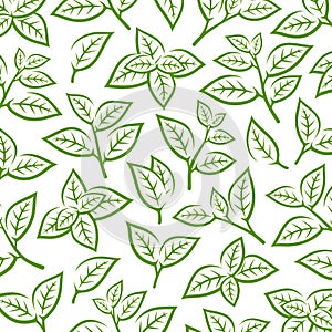 Green tea leaf pattern background. Collection green tea leaf icons. Vector