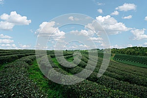 Green tea leaf plantation organic farm in morning, blue sky. Fresh green tea leaves. Green tea plantations in morning sunrise.