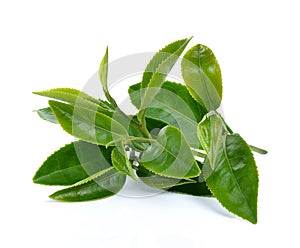 Green tea leaf on white background