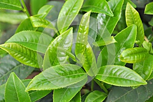 Green tea leaves img