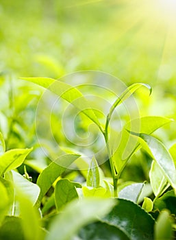 Zelený čaj listy 