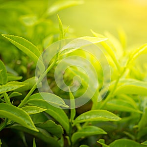 Green tea leaves