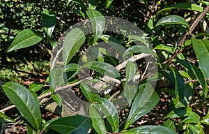 Green tea leaves on the Camellia sinensis