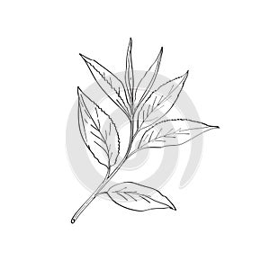 Green Tea Leaves Camellia Sinensis Line Art Drawing Black and White