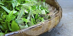 Green Tea leaves drying in a wicker basket