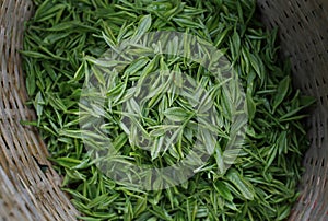 Green tea leaves img