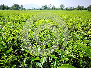 Green tea leaves hill