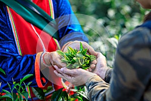 Green tea leaves in holding hand fwo farmers