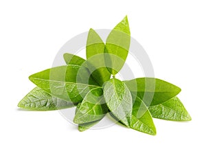 Green tea leaves isolated