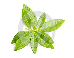 Green tea leaves isolated