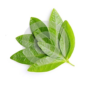 Green tea leaves isolated