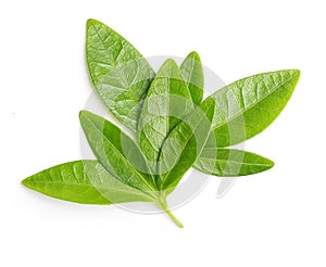 Green tea leaves isolated