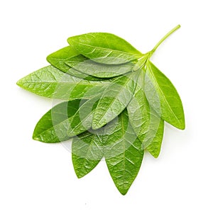 Green tea leaves isolated