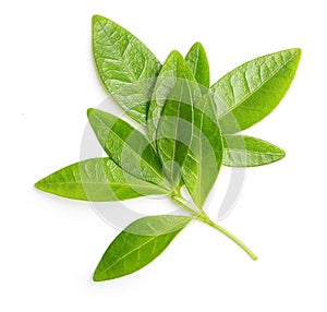 Green tea leaves isolated