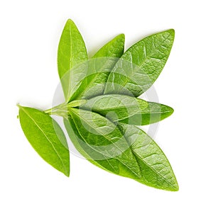 Green tea leaves isolated