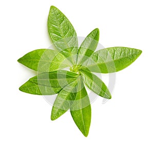 Green tea leaves isolated