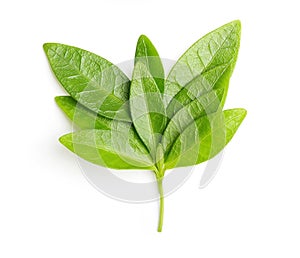 Green tea leaves isolated