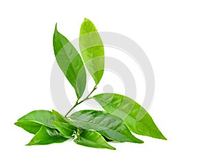 Green tea  leaves isolated on white background