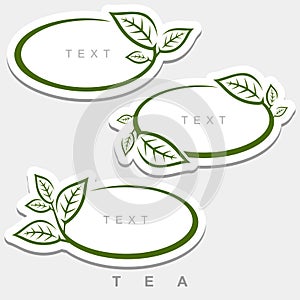 Green tea leaves set. Collection green tea leaves frame. Vector