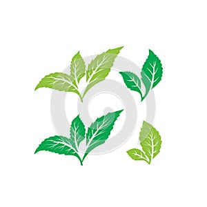 Green tea leaves vector illustration