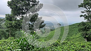 Green tea in mountion photo