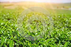 Green tea plant agriculture field in Chiangrai photo