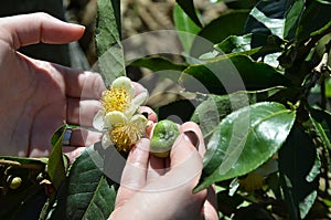 Green tea plant flower and fetus on the plant in human hands